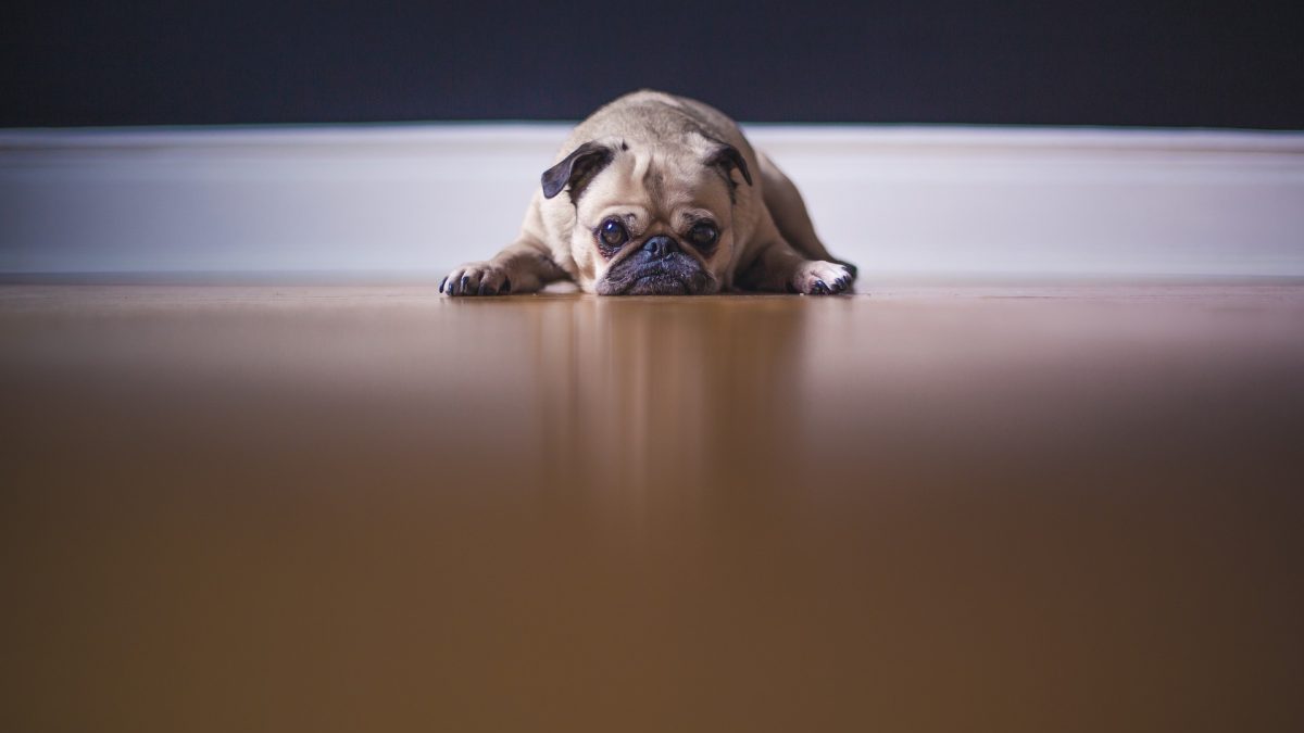 A dog looking depressed and anxious about life