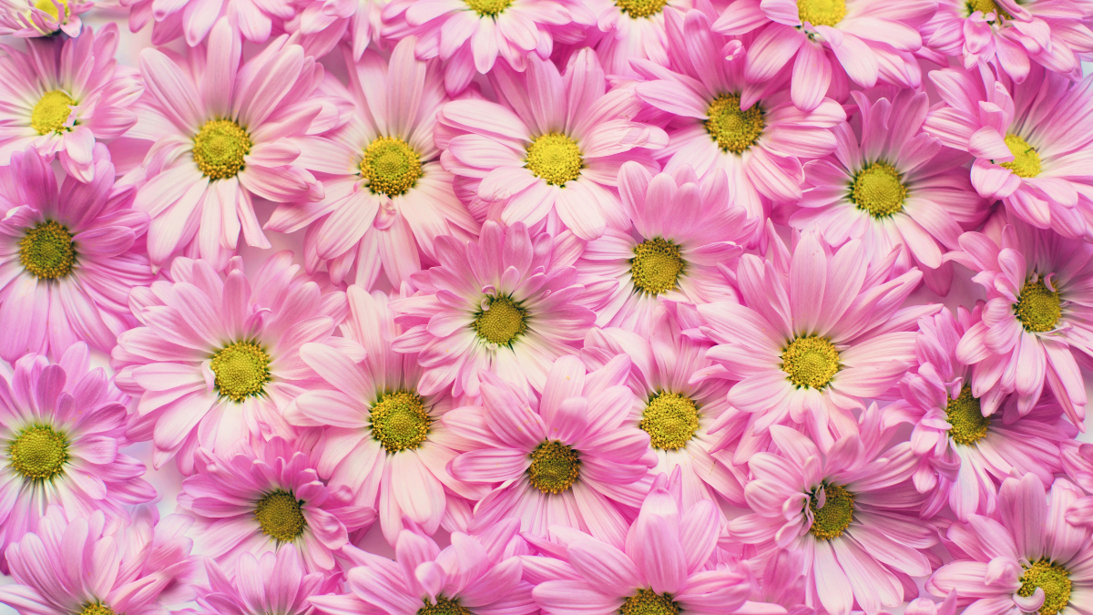A bunch of pink spring flowers